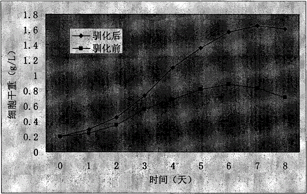 Spirulina acclimatization method and application thereof