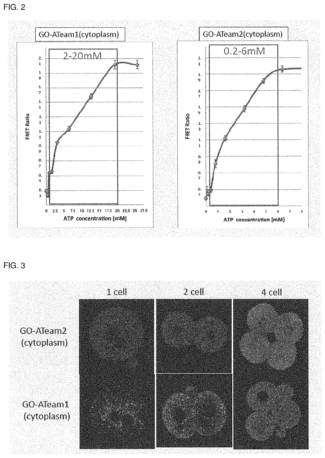 Transgenic animal for visualization of ATP and use thereof