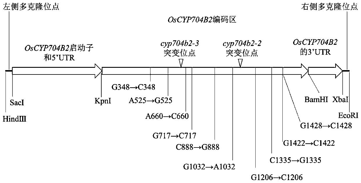 Expression cassette and vector for recovering male fertility of rice OsCYP704B2 mutant as well as detection method and application thereof