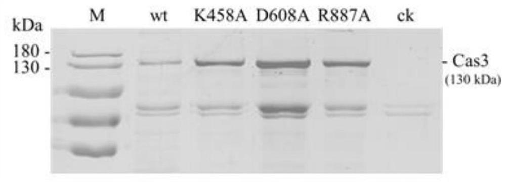 Engineering bacterium containing nCas3 single-stranded endonuclease, preparation method and application