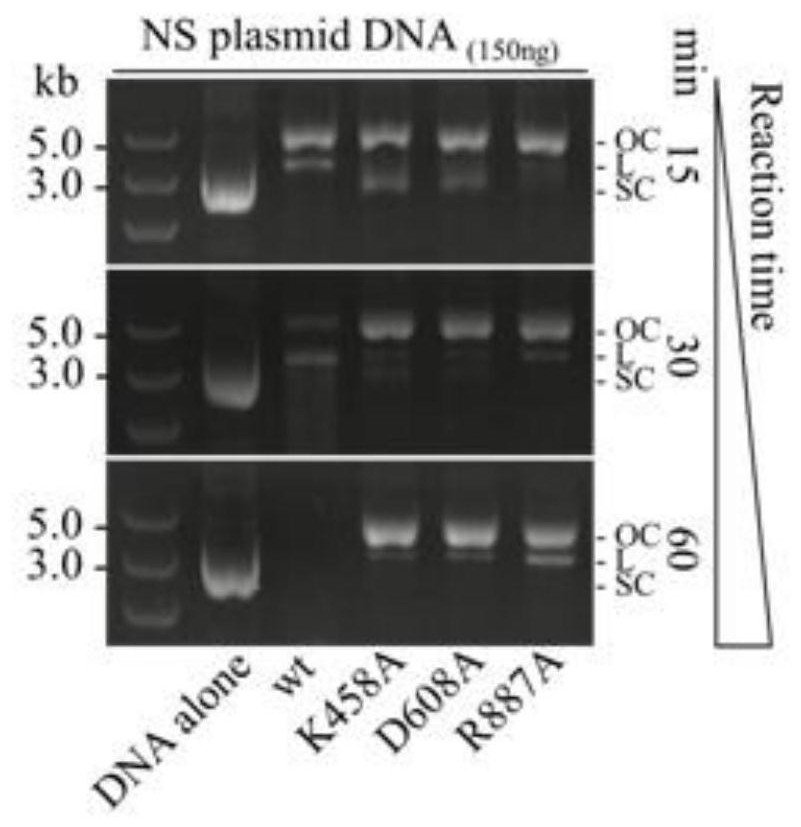 Engineering bacterium containing nCas3 single-stranded endonuclease, preparation method and application