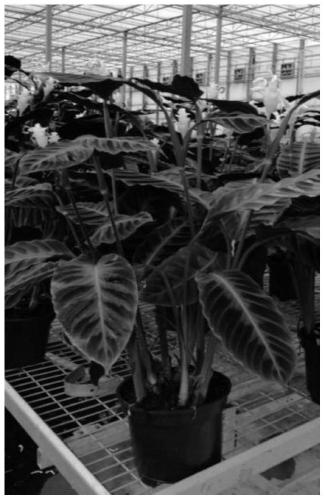 High-efficiency propagation method of calathea zebrina