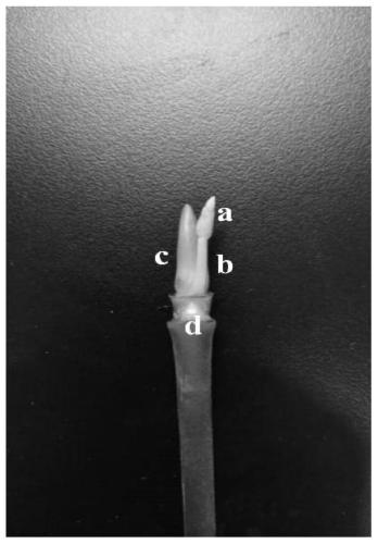 High-efficiency propagation method of calathea zebrina