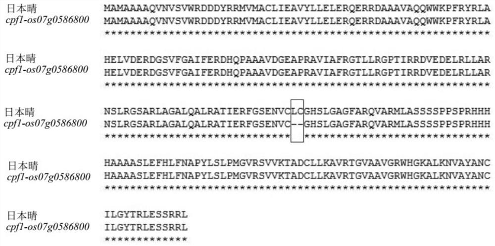 Function and application of rice lipase gene os07g0586800 and its encoded protein