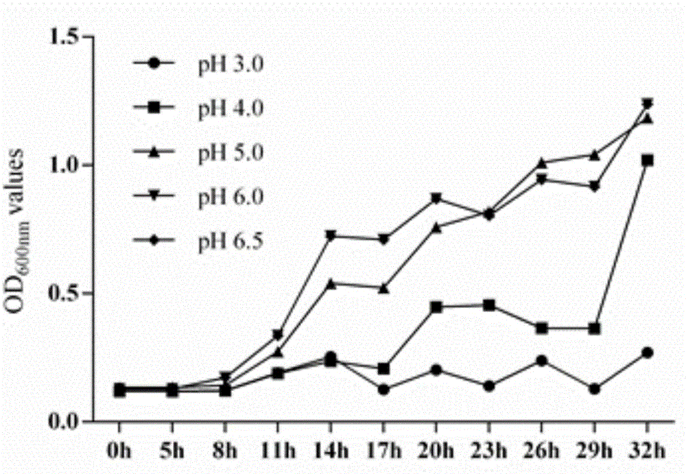 Cold-water-fish probiotics bacillus strain and application thereof