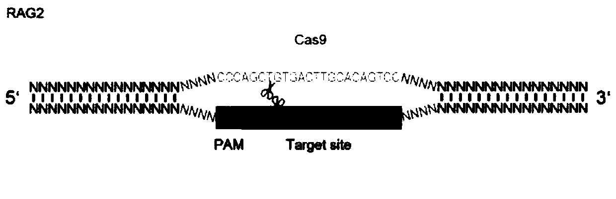 Method for specifically knocking out pig Fah and Rag2 double genes through CRISPR-Cas9