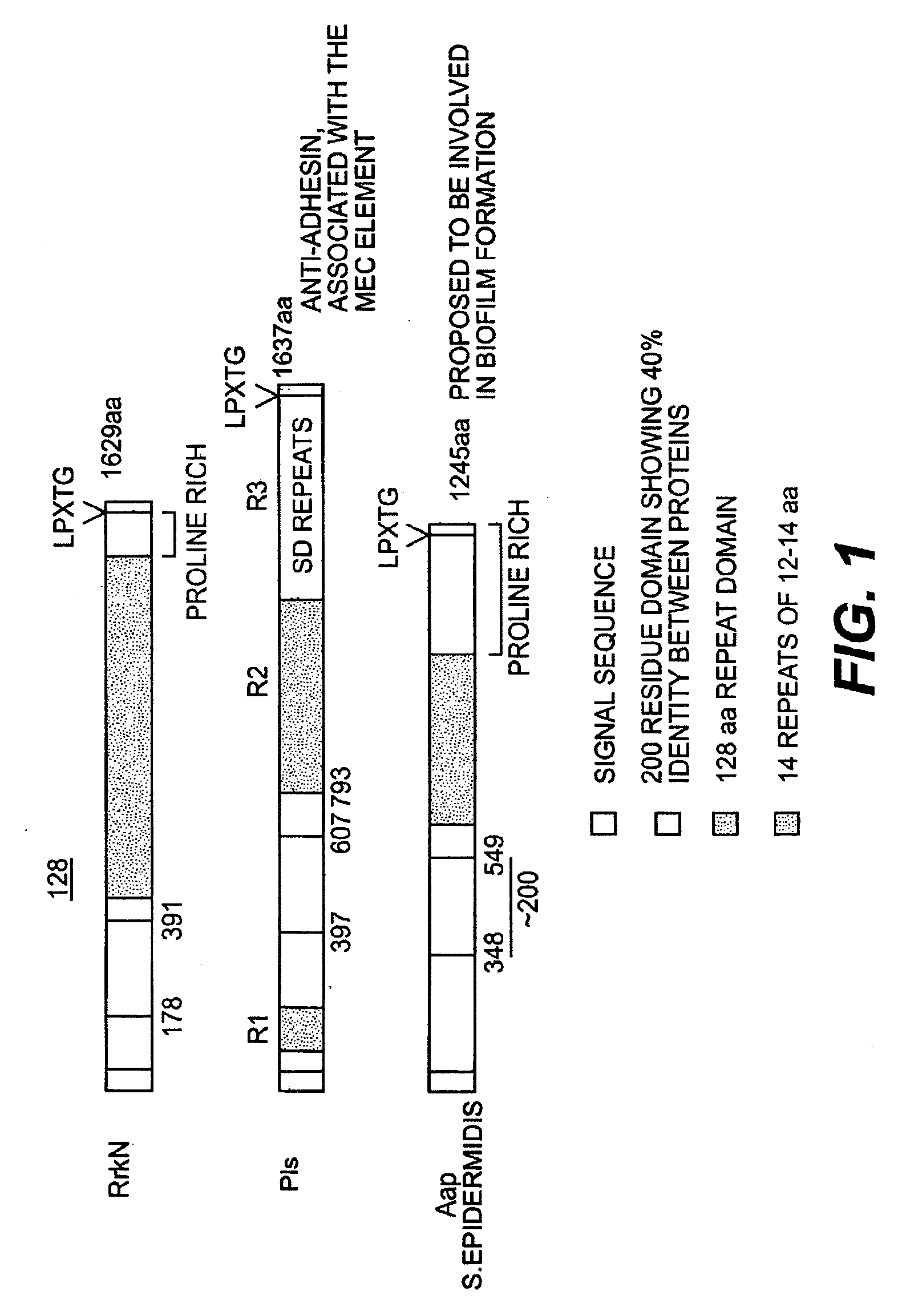 Surface proteins from coagulase-negative staphylococci and staphylococcus aureus that generate cross-reactive monoclonal and polyclonal antibodies