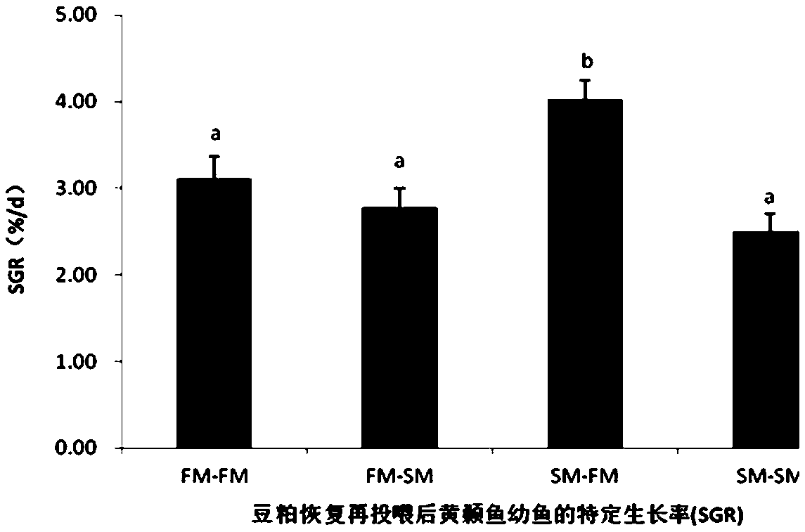 Pelteobagrus fulvidraco larva fish high in vegetable protein tolerance and cultivating method of pelteobagrus fulvidraco larva fish high in vegetable protein tolerance