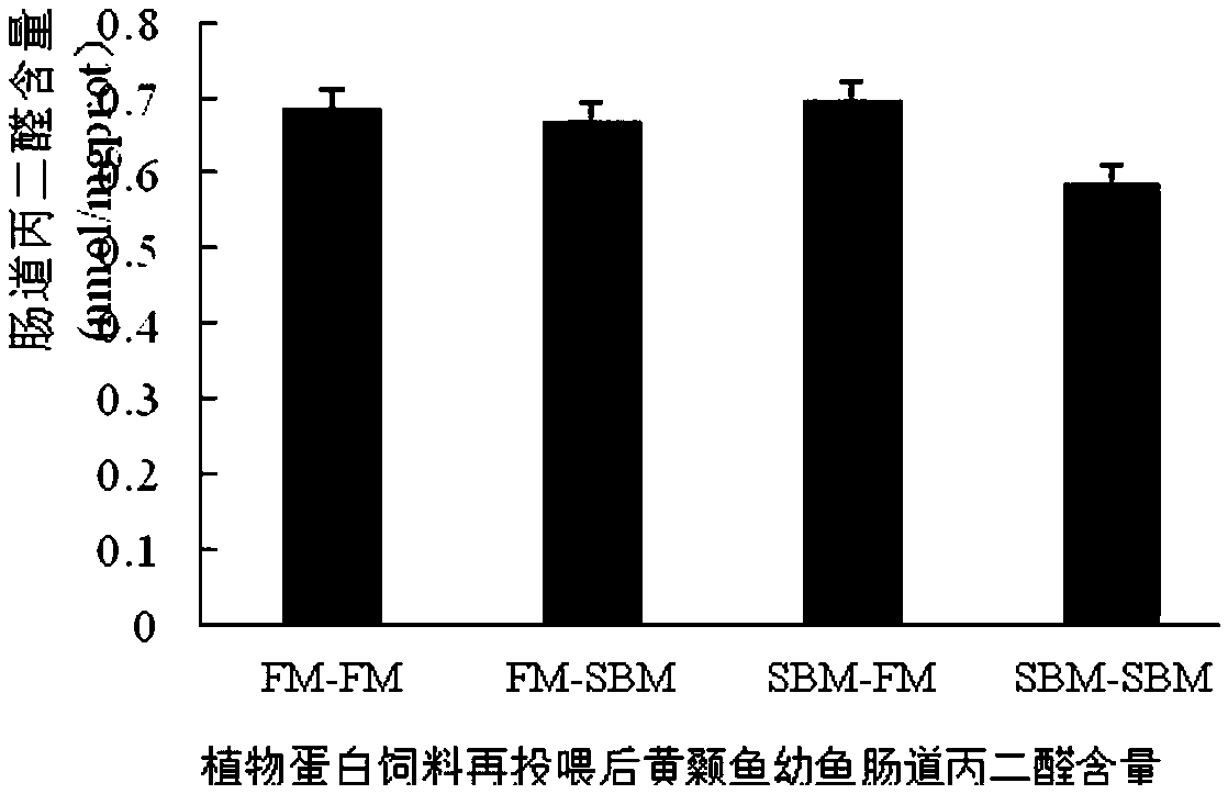 Pelteobagrus fulvidraco larva fish high in vegetable protein tolerance and cultivating method of pelteobagrus fulvidraco larva fish high in vegetable protein tolerance