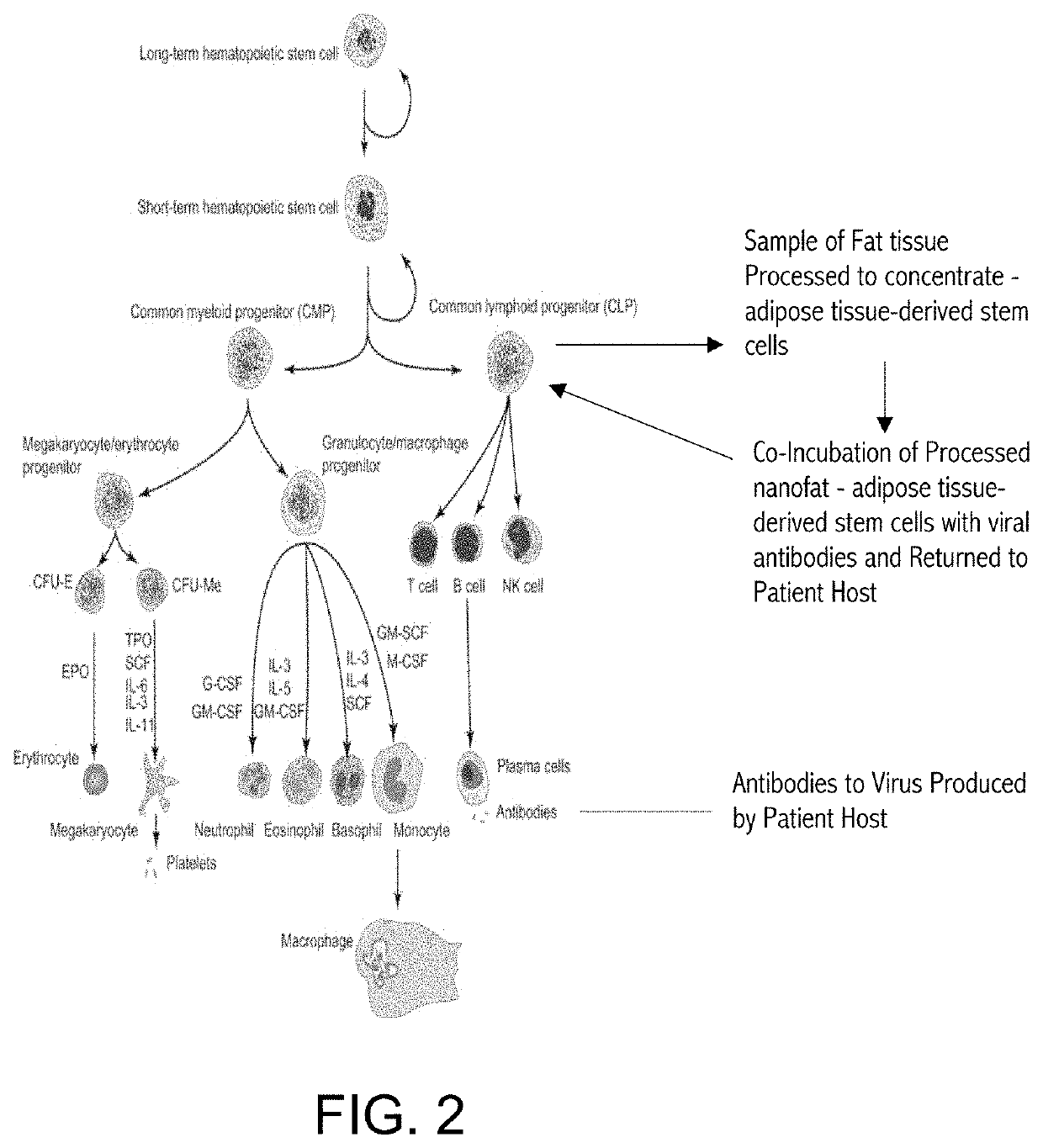 Methods and compositions for therapeutic treatment of viral or virally-induced infections and conditions, and Anti-viral compositions and their production