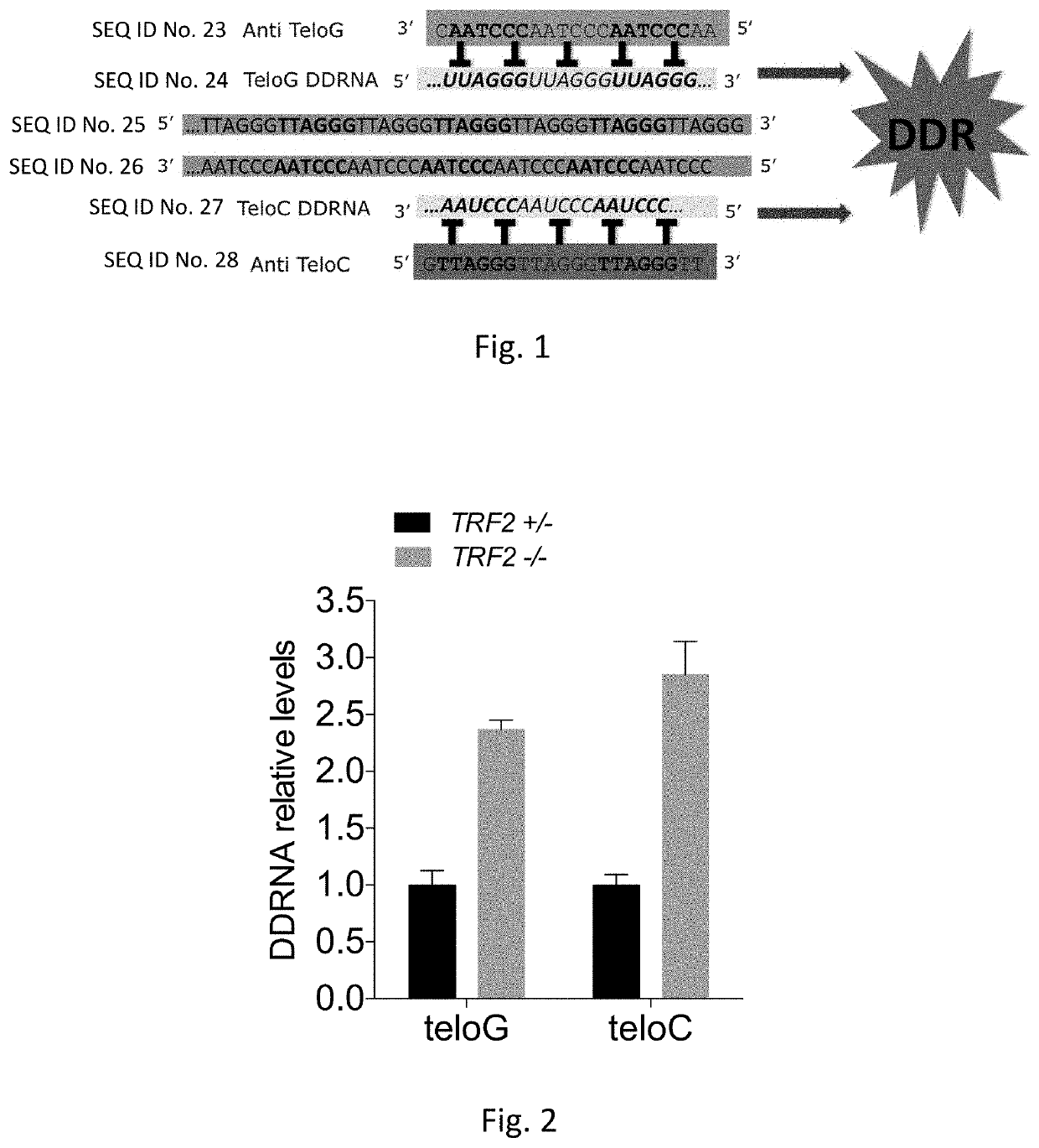 Therapeutic oligonucleotides