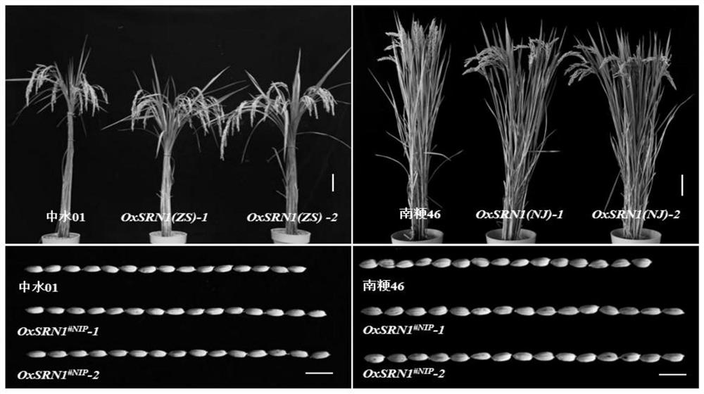 Rice grain shape gene SRN1, protein and application thereof