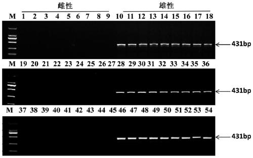 Specific DNA fragment for sex determination of Mastacembelus armatus and application thereof