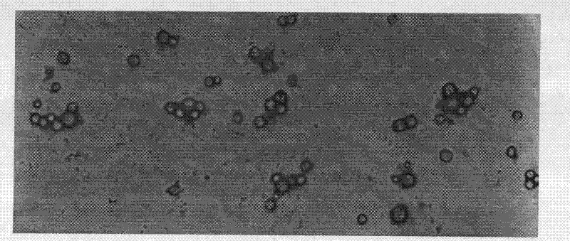 Preparation method of polyene-containing taxol nanoparticle mixed micelle preparation and freeze-drying agent