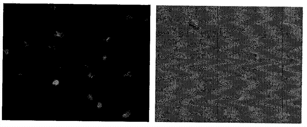 Double-target DNA vaccine and constructing method thereof