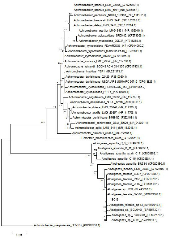 A strain of Alcaligenes faecalis bc13 and its application in the control of bacterial diseases of crops