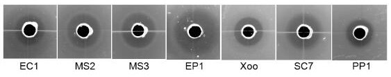 A strain of Alcaligenes faecalis bc13 and its application in the control of bacterial diseases of crops