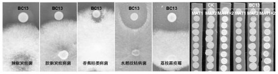 A strain of Alcaligenes faecalis bc13 and its application in the control of bacterial diseases of crops