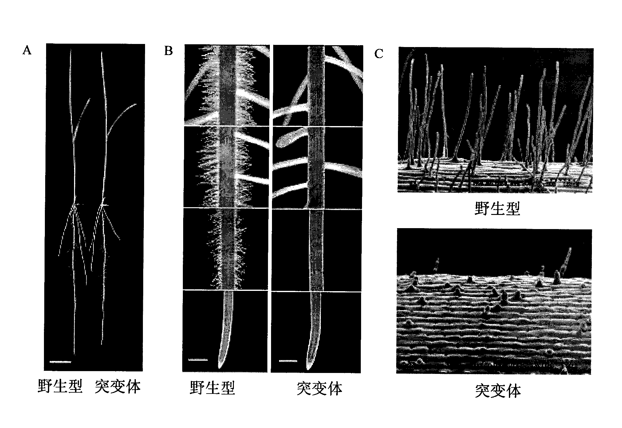 Rice fibril controlling gene OsRHL1 and uses thereof