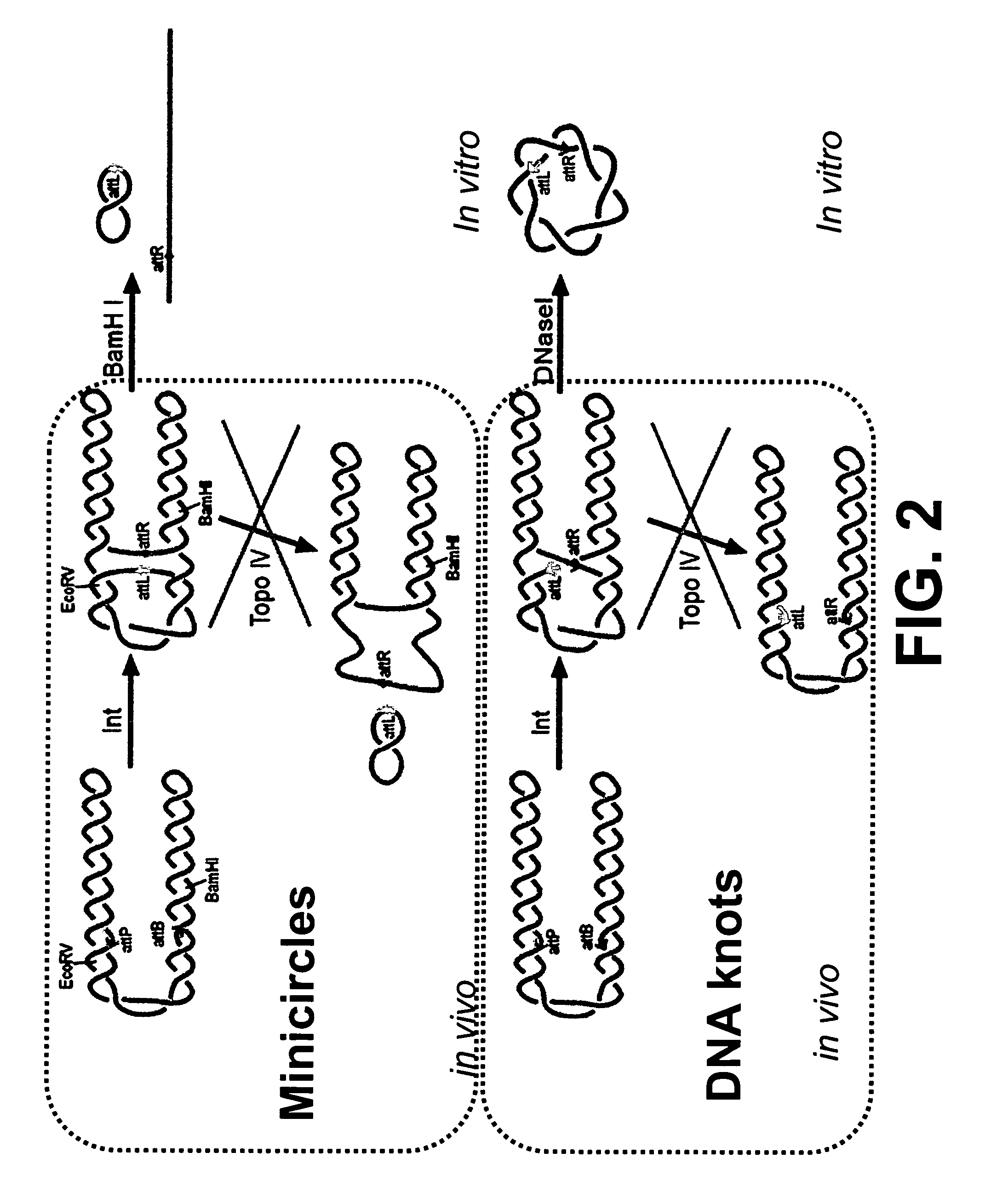 Generation of minicircle DNA with physiological supercoiling