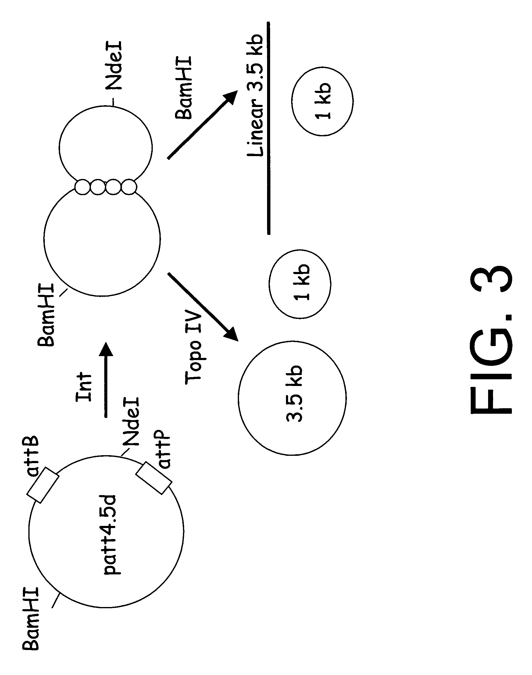 Generation of minicircle DNA with physiological supercoiling