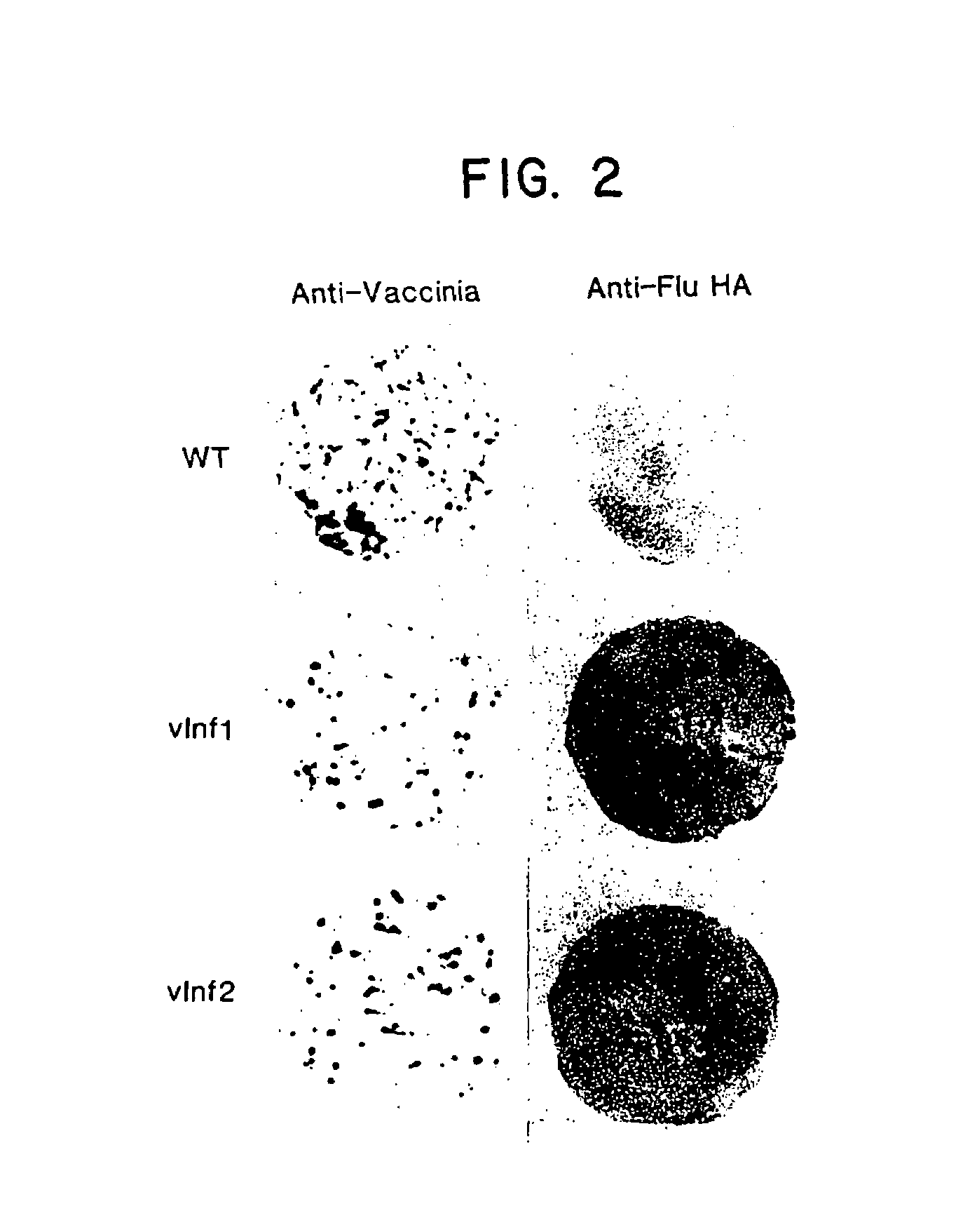 Compositions containing recombinant poxviruses having foreign DNA expressed under the control of poxvirus regulatory sequences