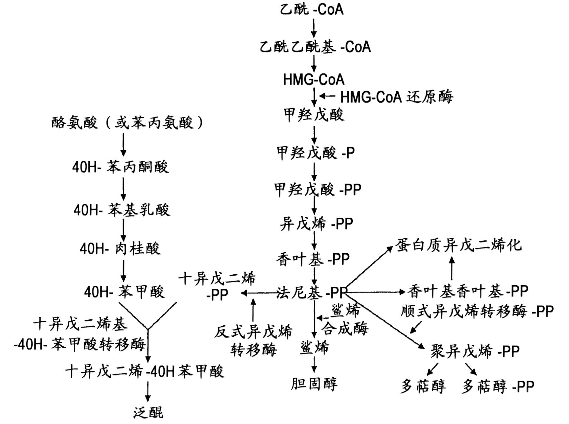 Methods and use of inducing apoptosis in cancer cells