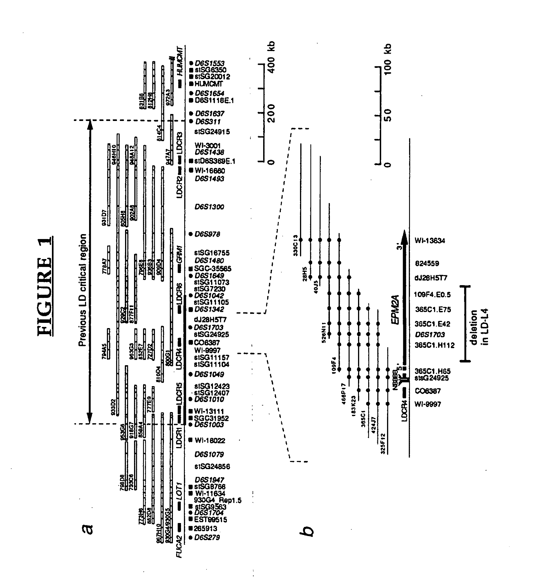 Lafora's disease gene