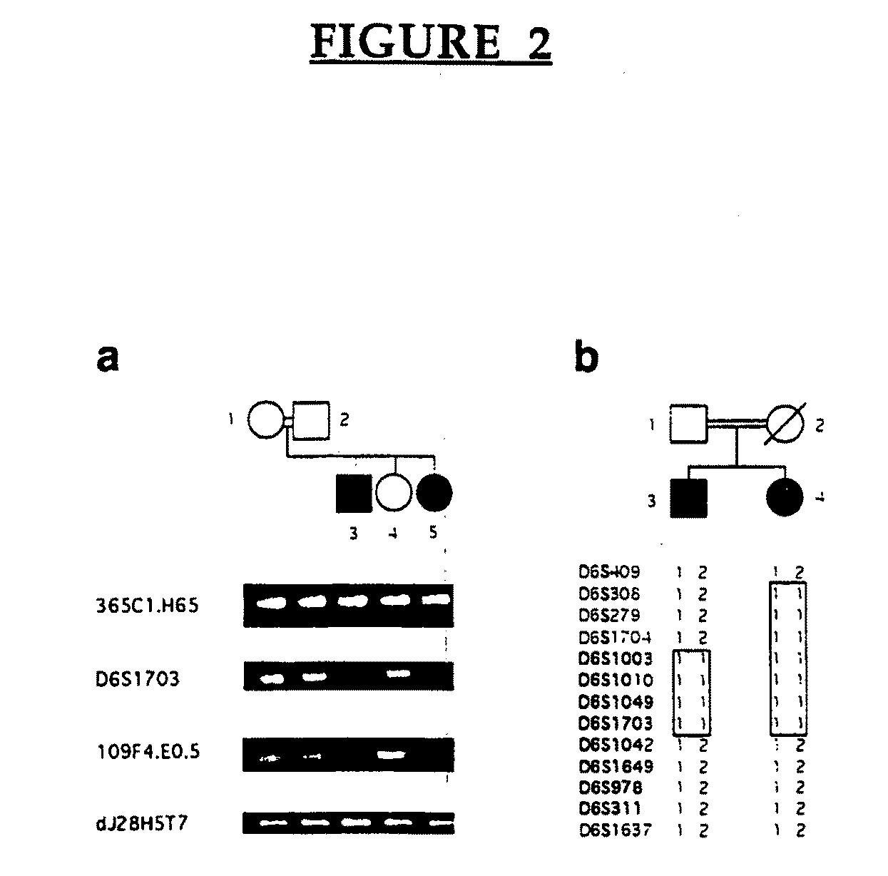 Lafora's disease gene