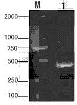 Diamondback moth peptidoglycan recognition protein, preparation method and application thereof