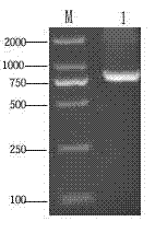 Diamondback moth peptidoglycan recognition protein, preparation method and application thereof