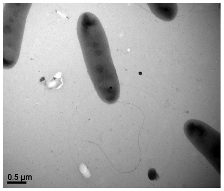 Pseudomonas luteolus wxp-4 and its application in denitrification