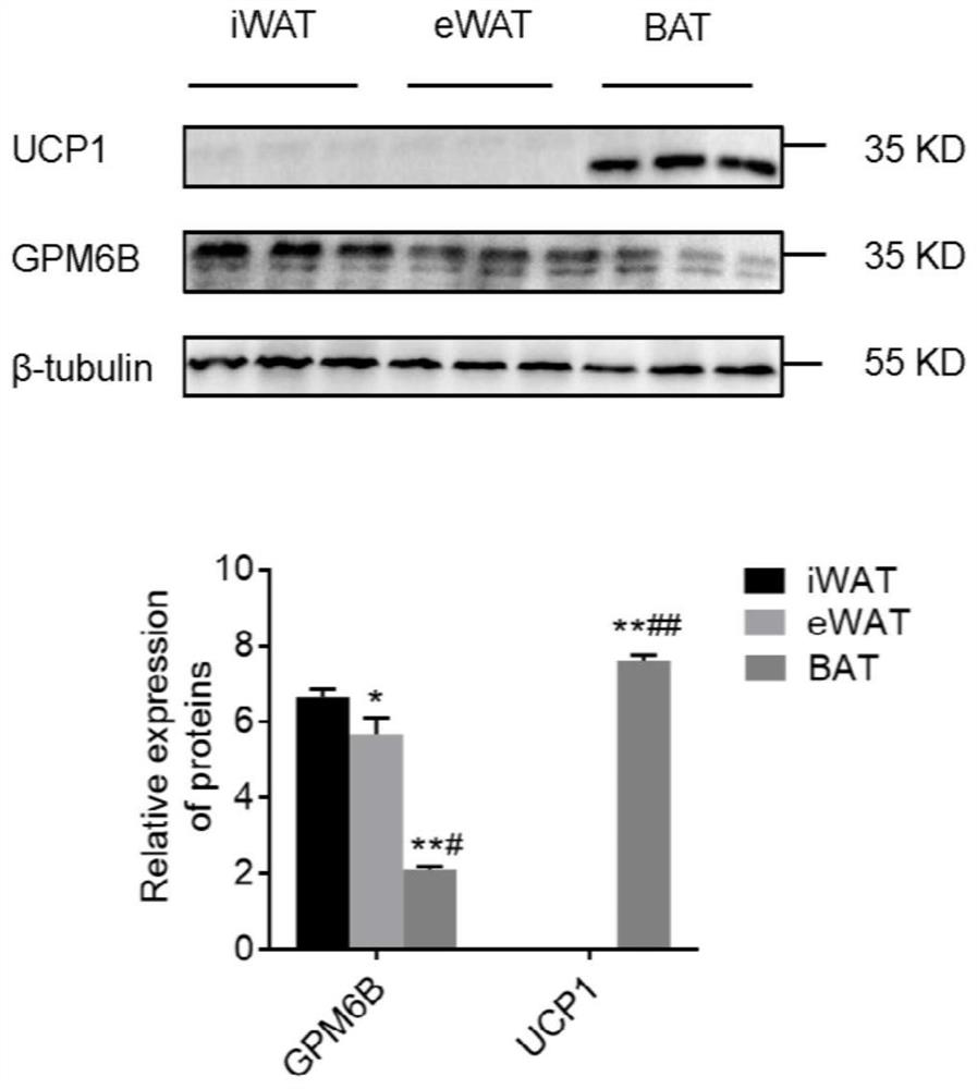 Application of GPM6B gene in regulation and control of activation of brown/beige fat