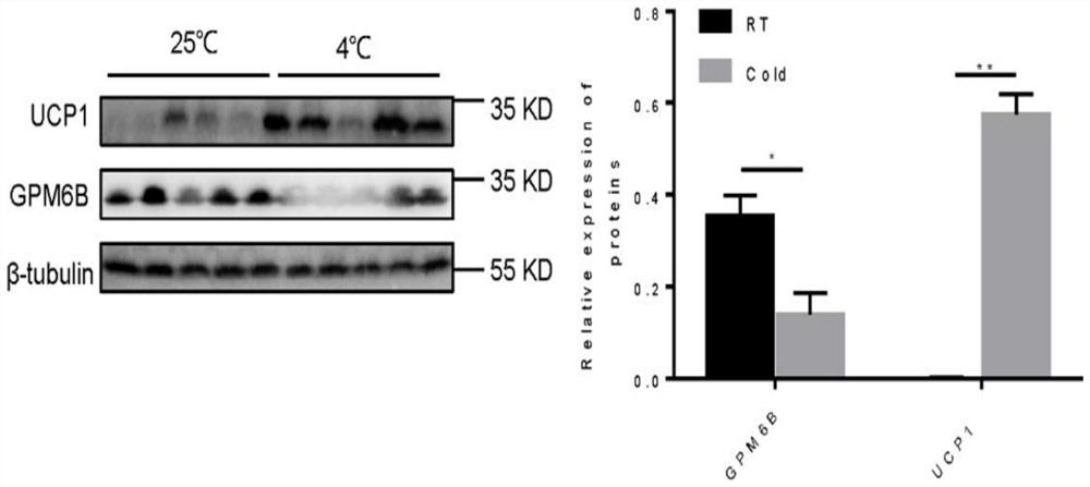 Application of GPM6B gene in regulation and control of activation of brown/beige fat