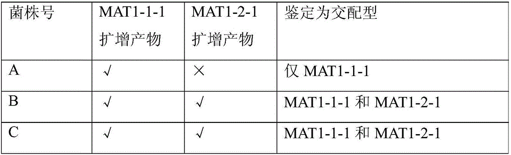 Primers special for identification of mating type determining genes of morchella and fruiting capability prediction method