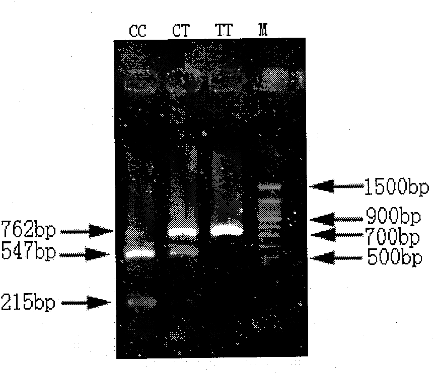 Method for assisting judgment of Wuzhishan minipig inbred line