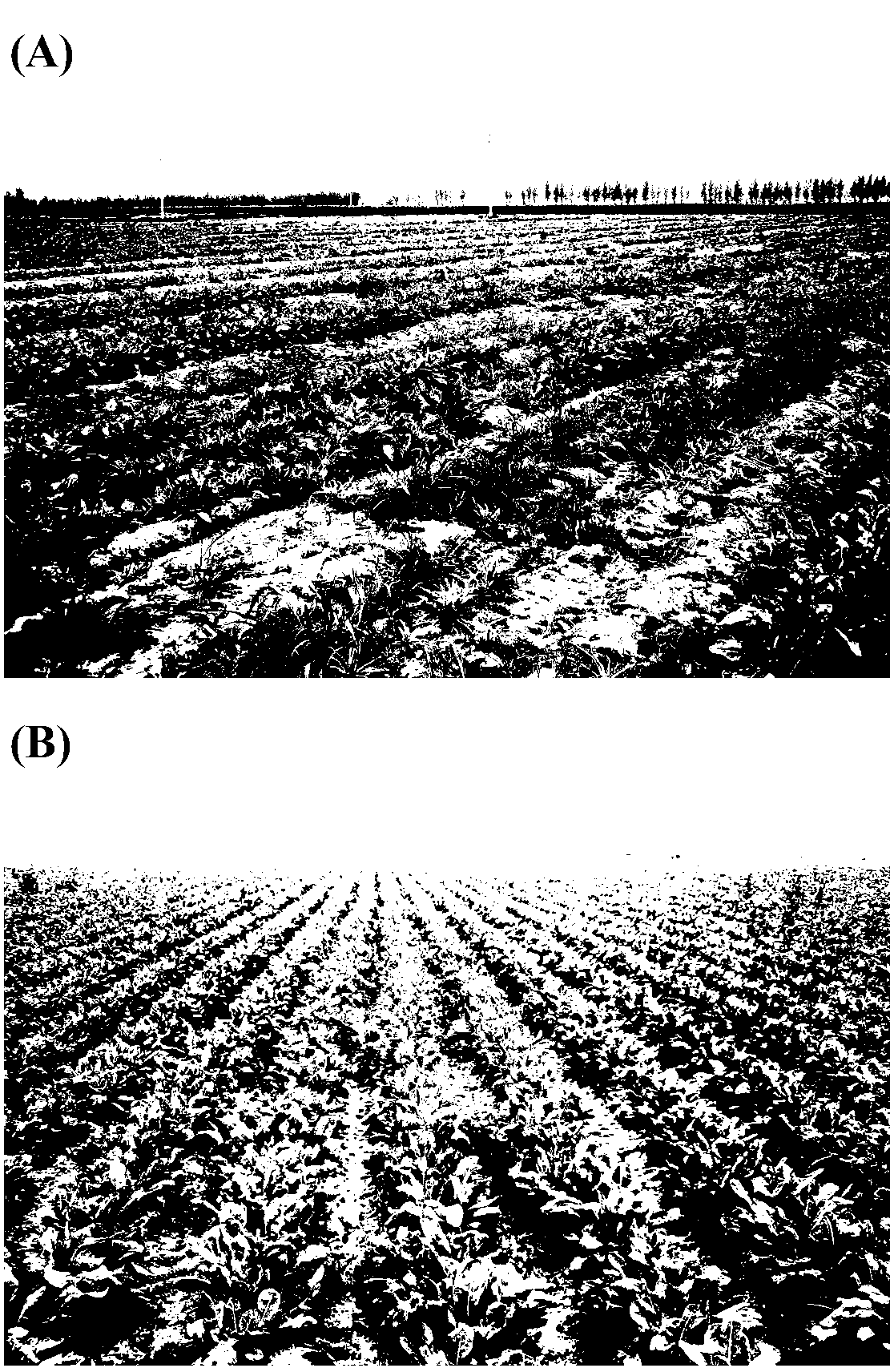 Technology of planting woads in saline-alkali field