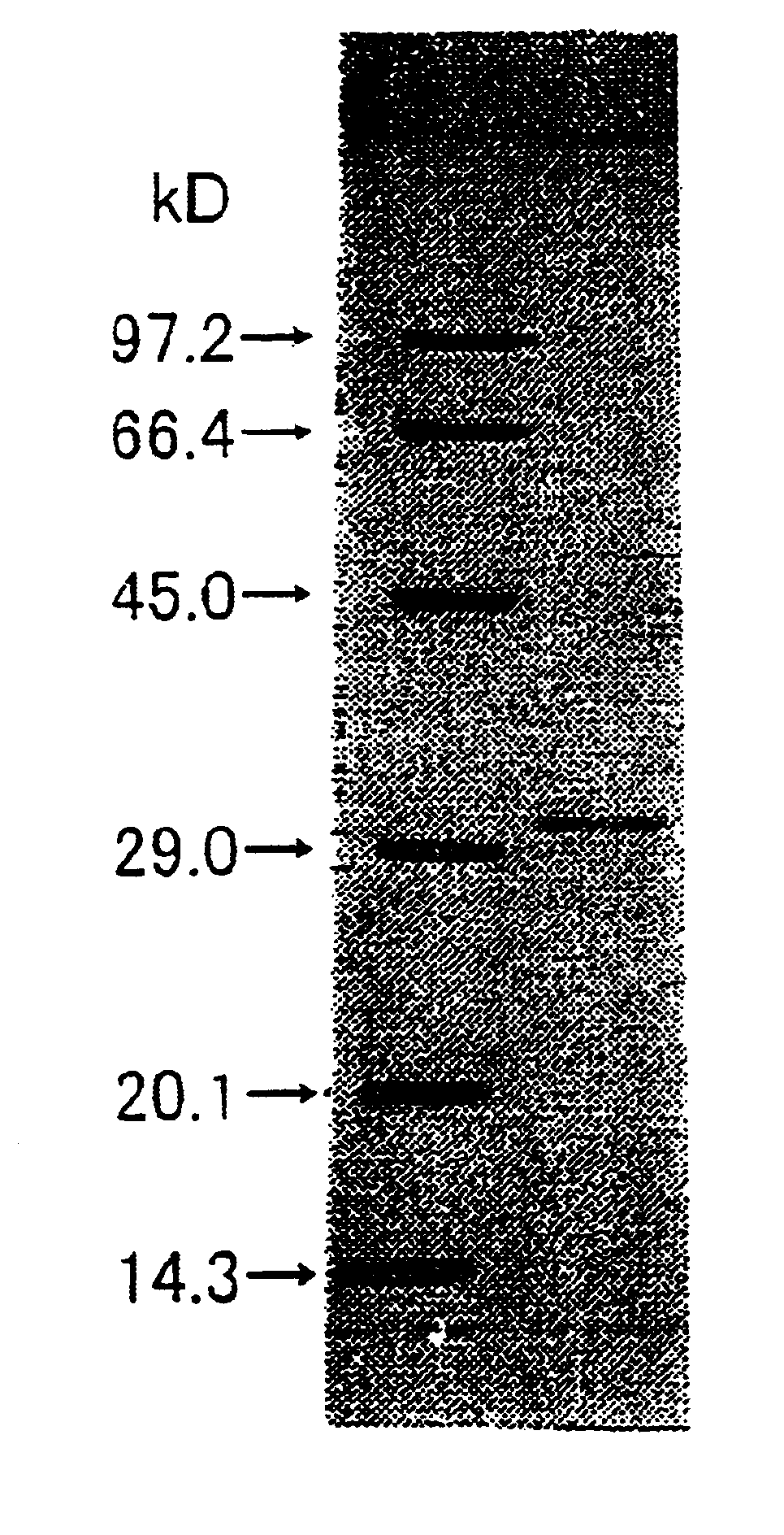 Carbonyl reductase, method for producing said enzyme, DNA encoding said enzyme, and method for producing alcohol using said enzyme