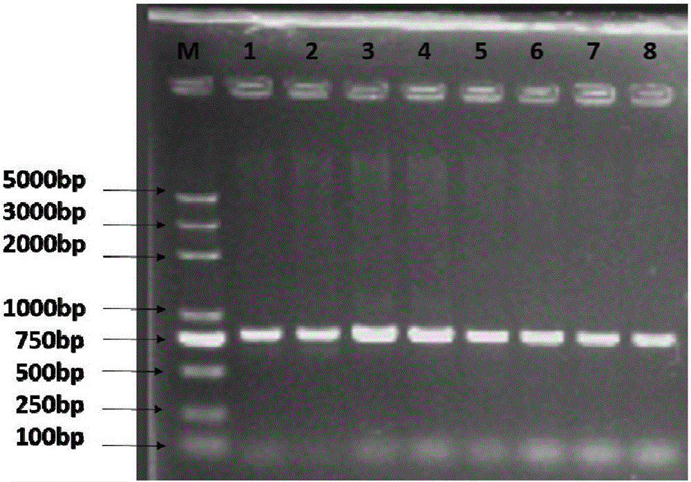 Method assisting in identifying chickens different in pectoralis water-holding capacity and special primer of method