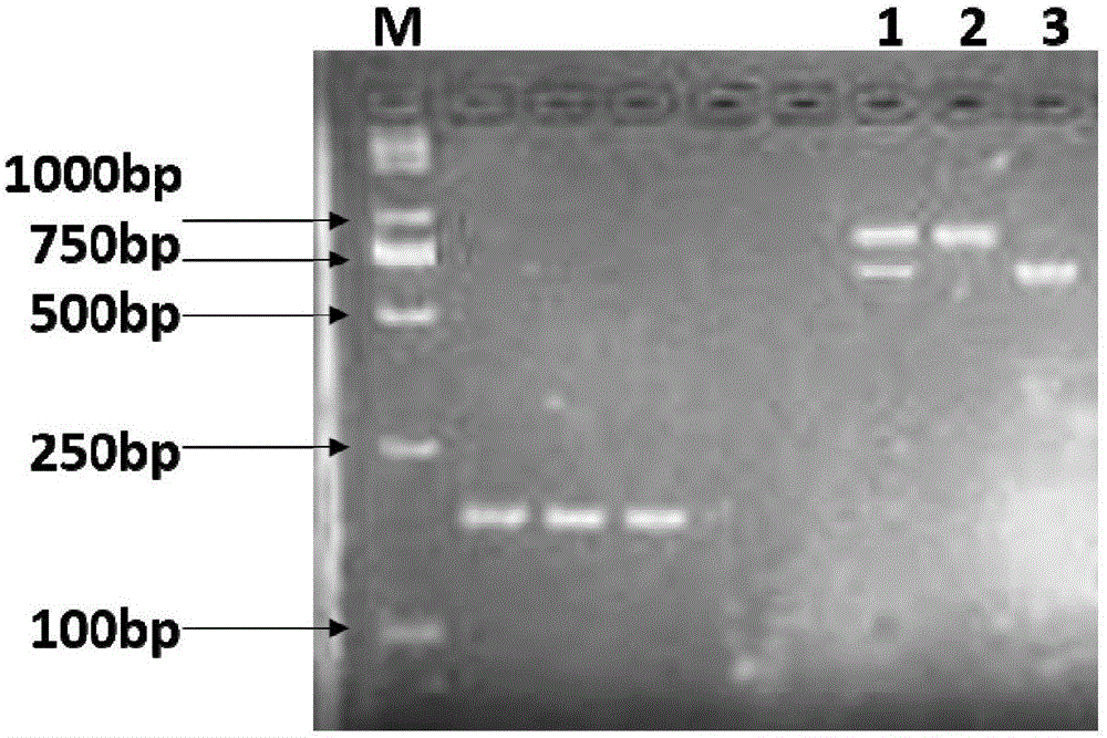 Method assisting in identifying chickens different in pectoralis water-holding capacity and special primer of method