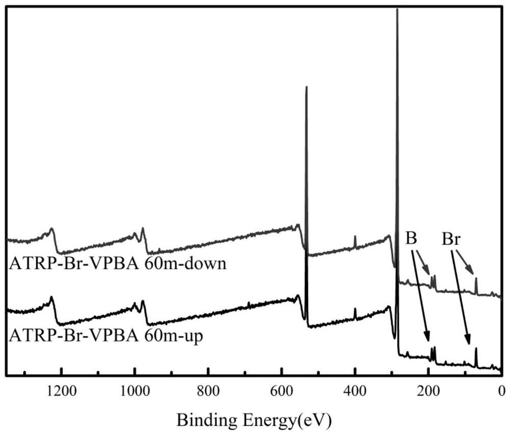 Preparation of novel boric acid functionalized macroporous resin and application of novel boric acid functionalized macroporous resin in selective adsorption of stevioside