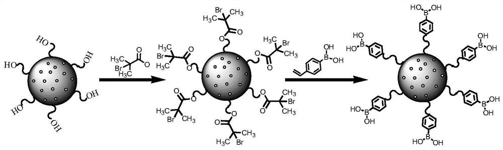 Preparation of novel boric acid functionalized macroporous resin and application of novel boric acid functionalized macroporous resin in selective adsorption of stevioside