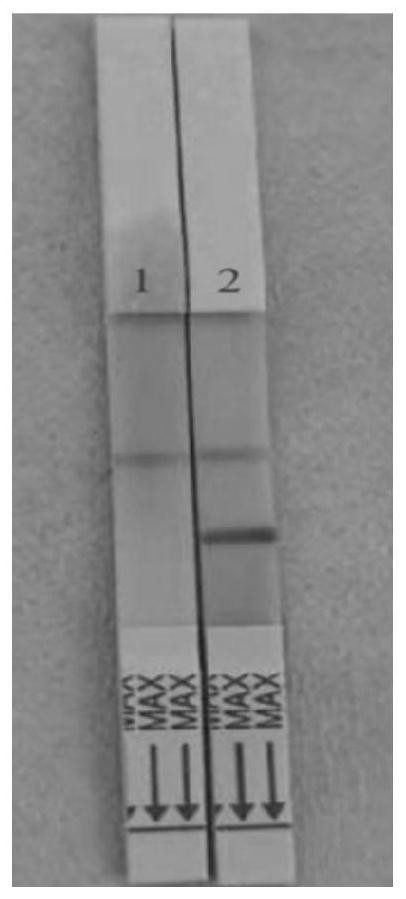 Primer set, probe, kit and detection method for detecting schistosoma japonicum intermediate host oncomelania