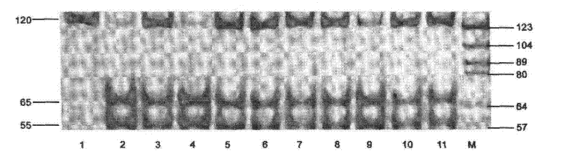 Method for breeding Sujiang pig variety