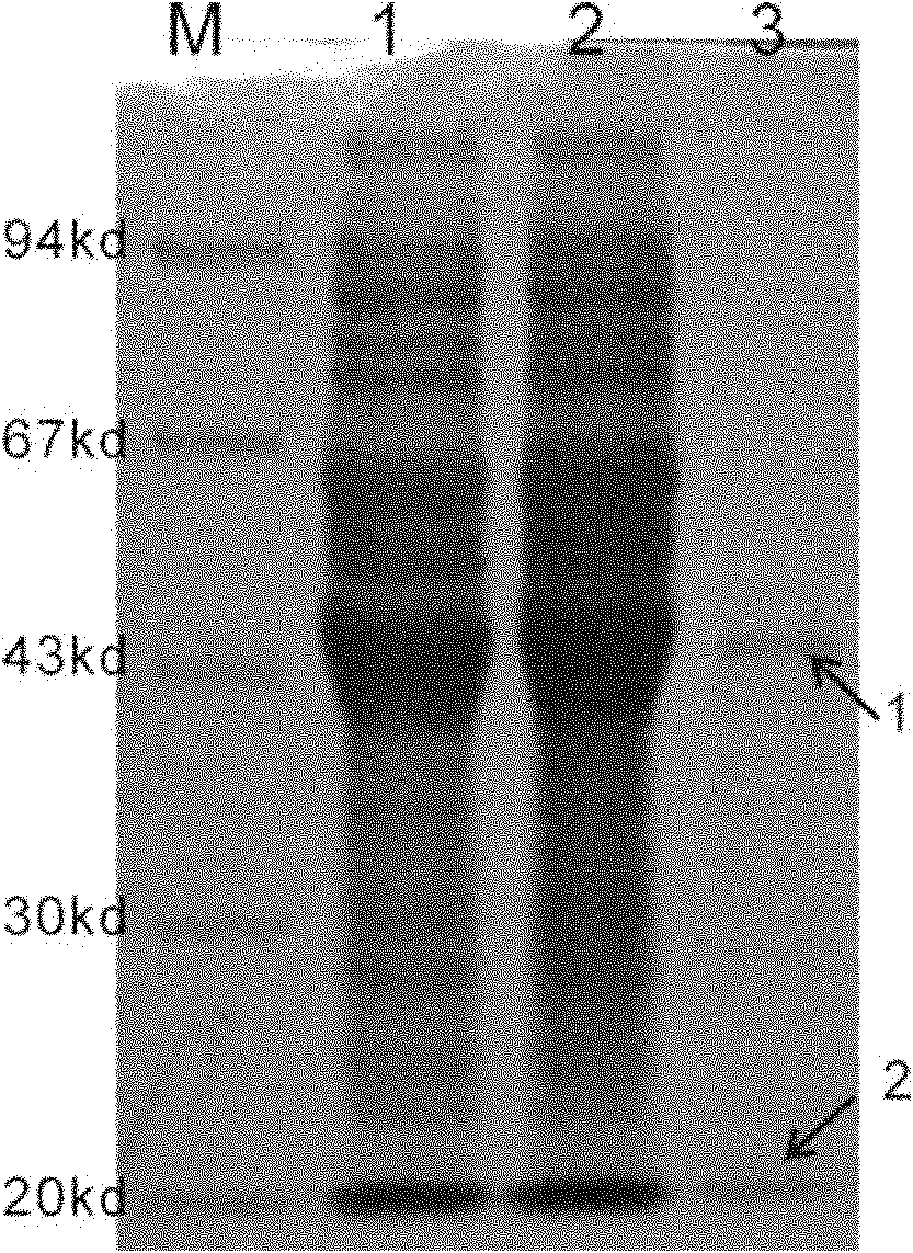Formaldehyde biodegradation agent and preparation method thereof