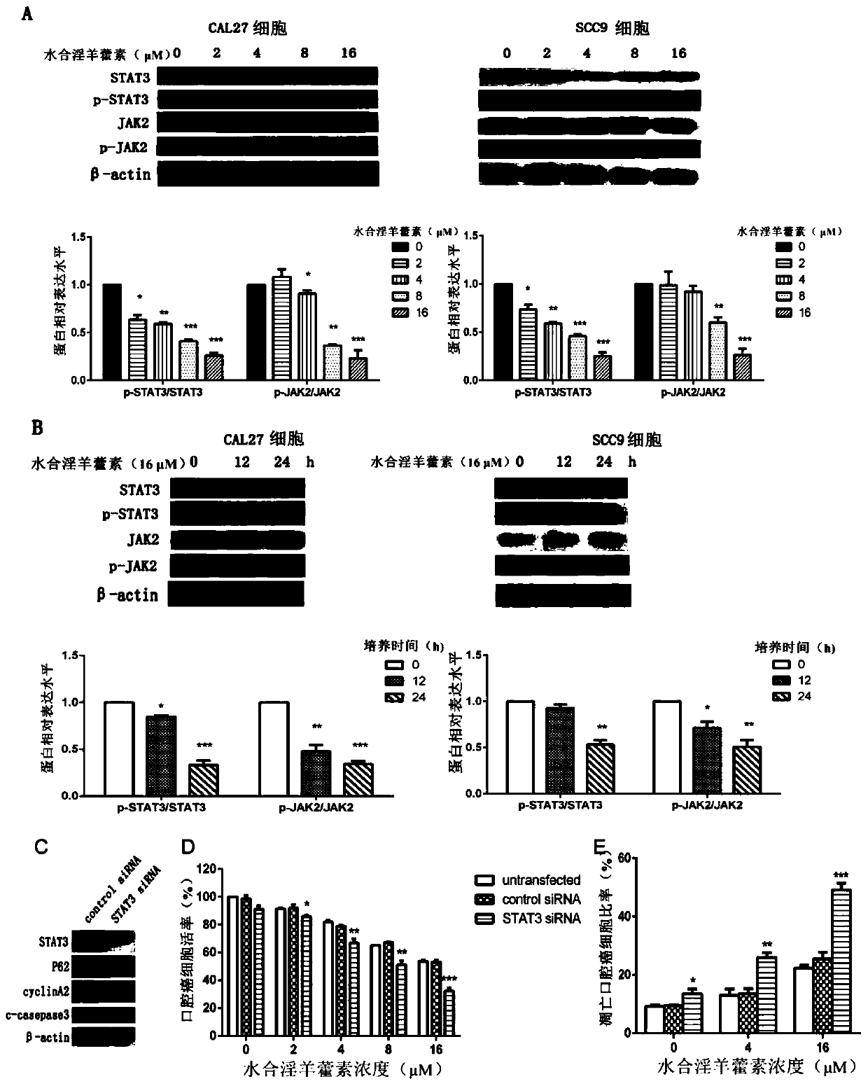 Application of icaritin hydrate for preparing medicine capable of inhibiting STAT3 (Signal Transducer and Activator 3 of Transcription) signal pathway and preventing and curing oral carcinoma