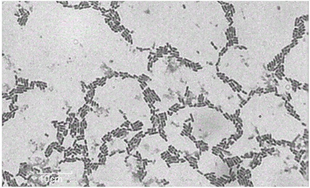 Lactobacillus plantarum AB-1 with broad-spectrum bacteriostasis and application thereof