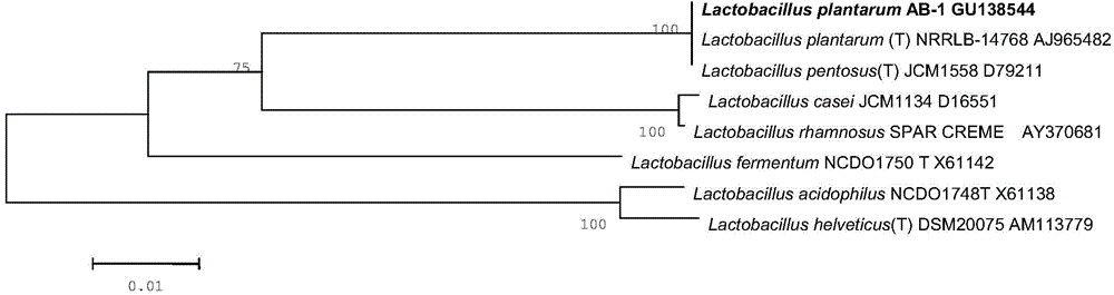 Lactobacillus plantarum AB-1 with broad-spectrum bacteriostasis and application thereof