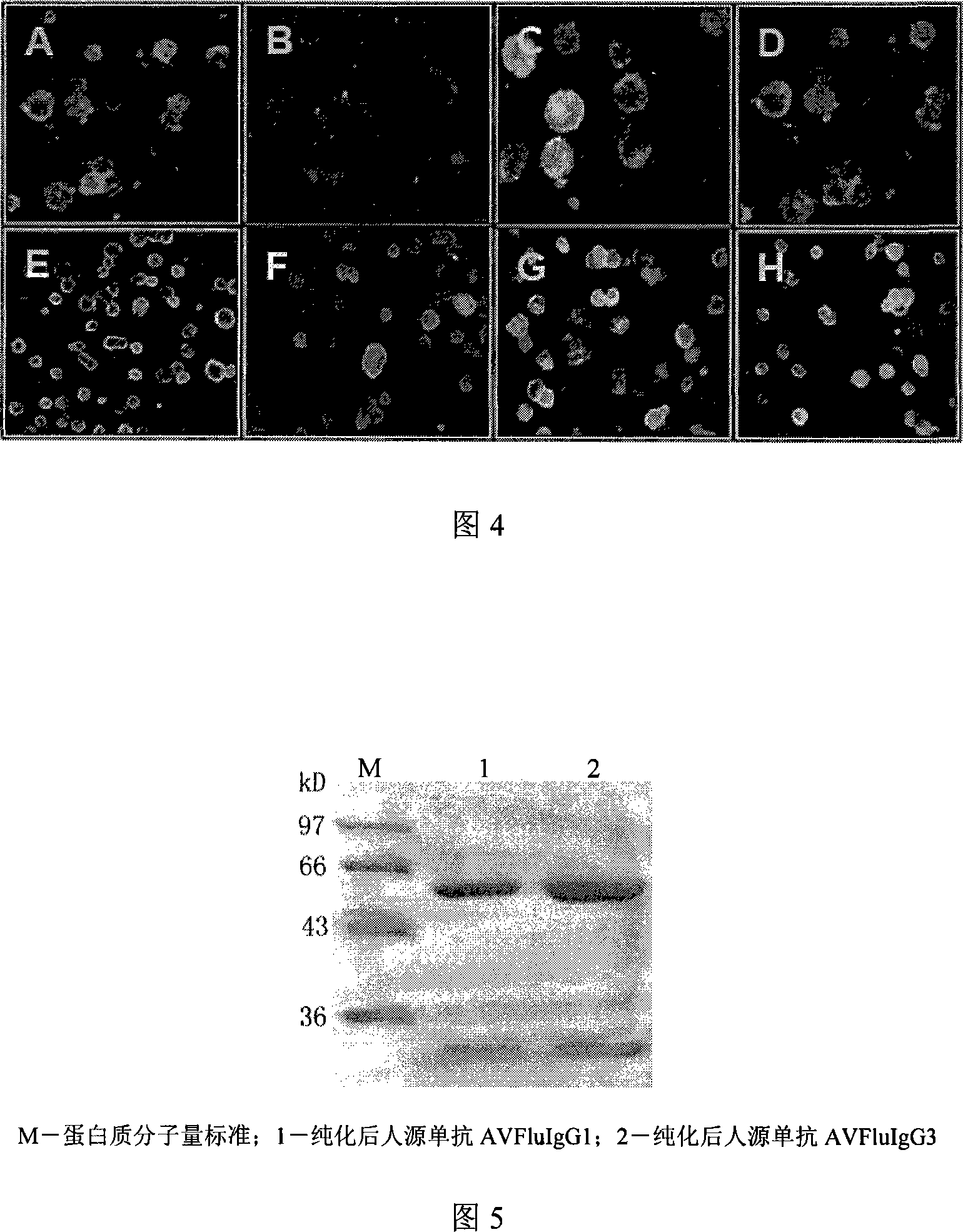 Gene engineering antibody of human source neutrality for anti virus H5N1 of bird flu