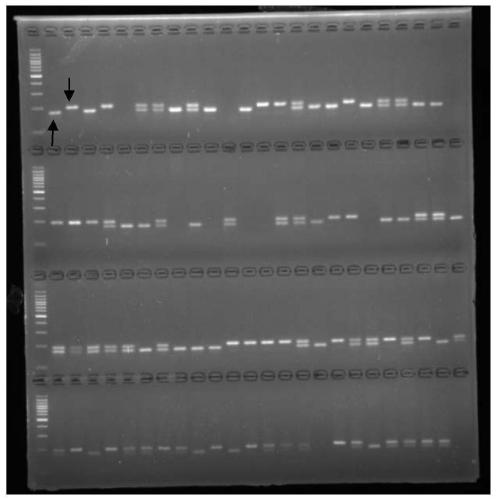 Linkage Marker and Application of Glandular Hair Traits in Tomato